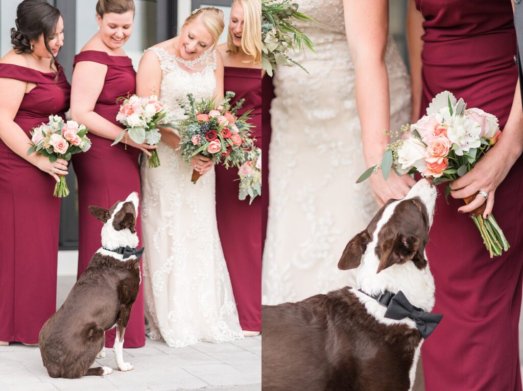 Ring bearer dog sniffing bouquet.