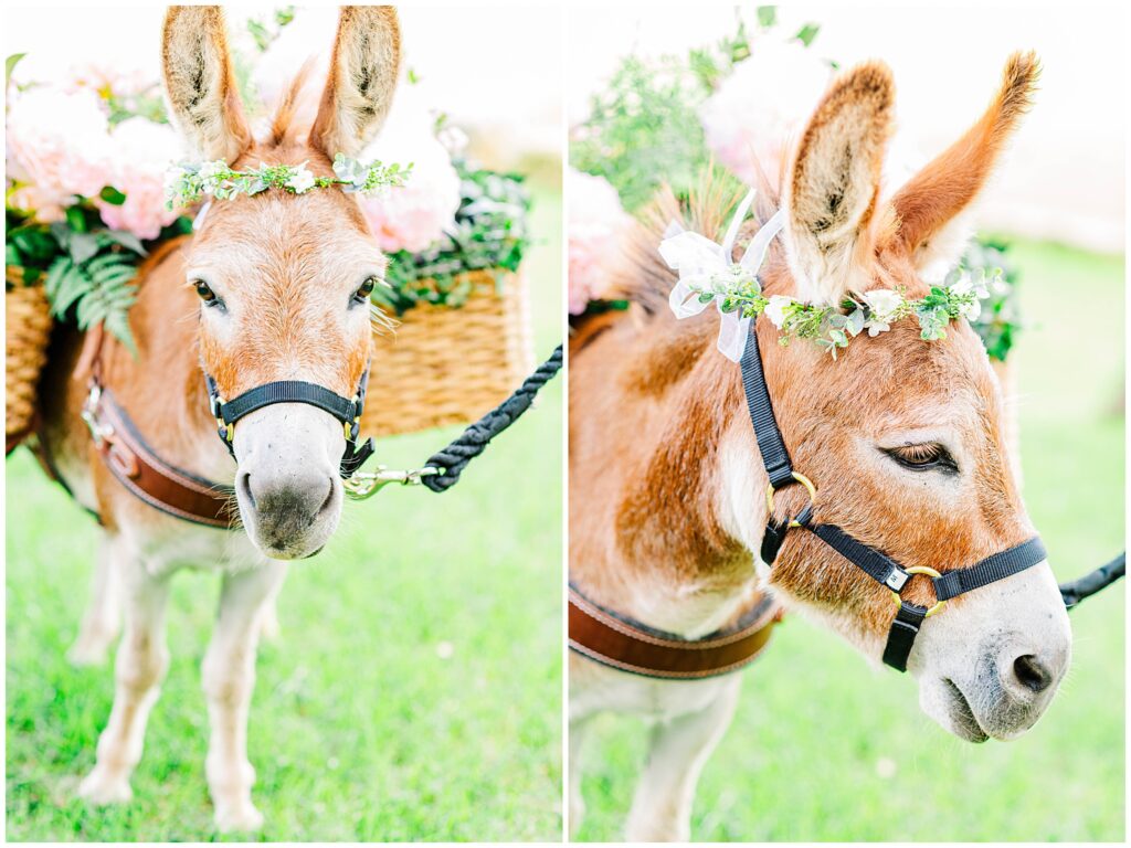 Tan and White Miniature Donkey being led on a halter and wearing a decorative basket across its back. 