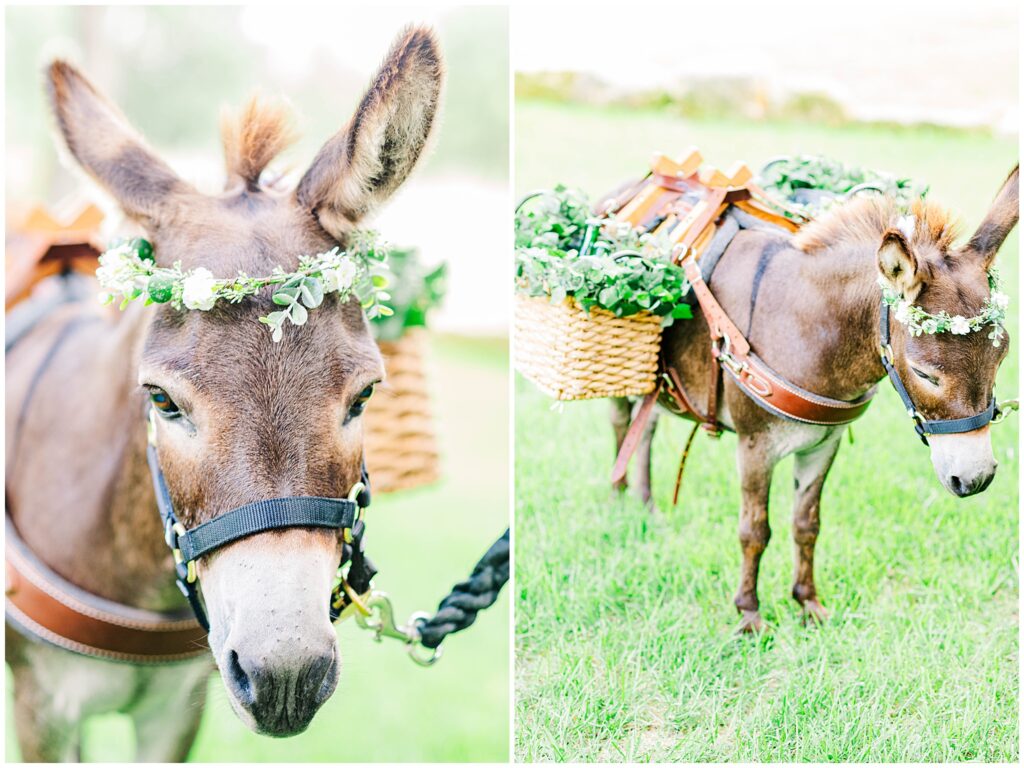 Gray and White miniature Donkey that's being led on a halter and has decorative baskets hanging across its back. Hill Country Jennies